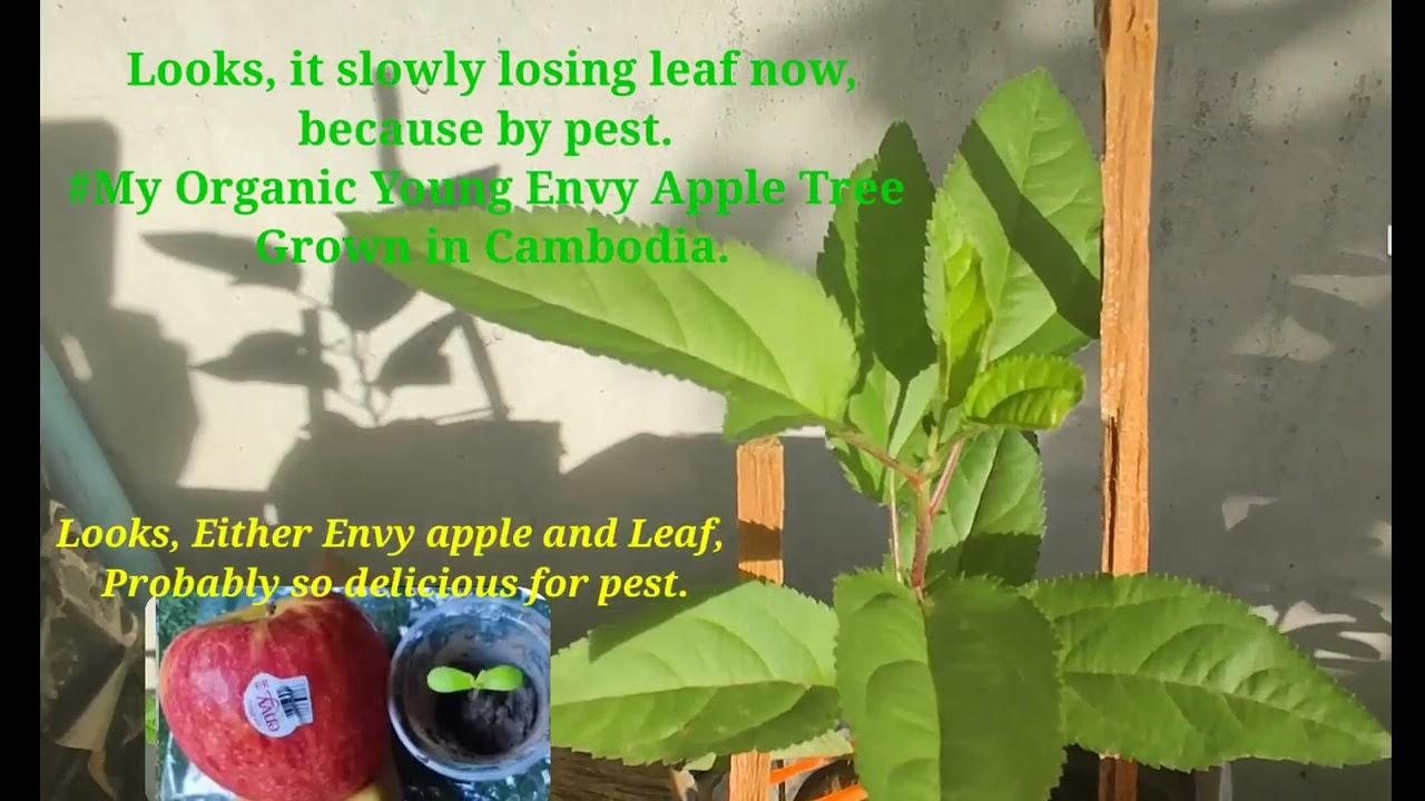 Enjoy to watch my short video Young Envy Apple Tree ( It's easier than organic) YouTube
