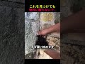 これを見つけても、絶対に触らないで…😱🕷️