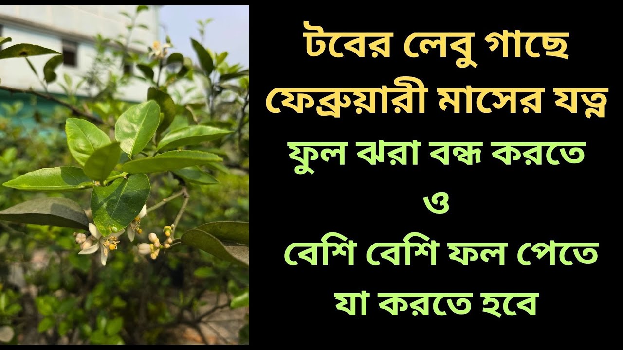 ফেব্রুয়ারি মাসে লেবু গাছে বেশি ফুল ও ফল পেতে কি কি করতে হবে | Rooftop Lemon Plant Care