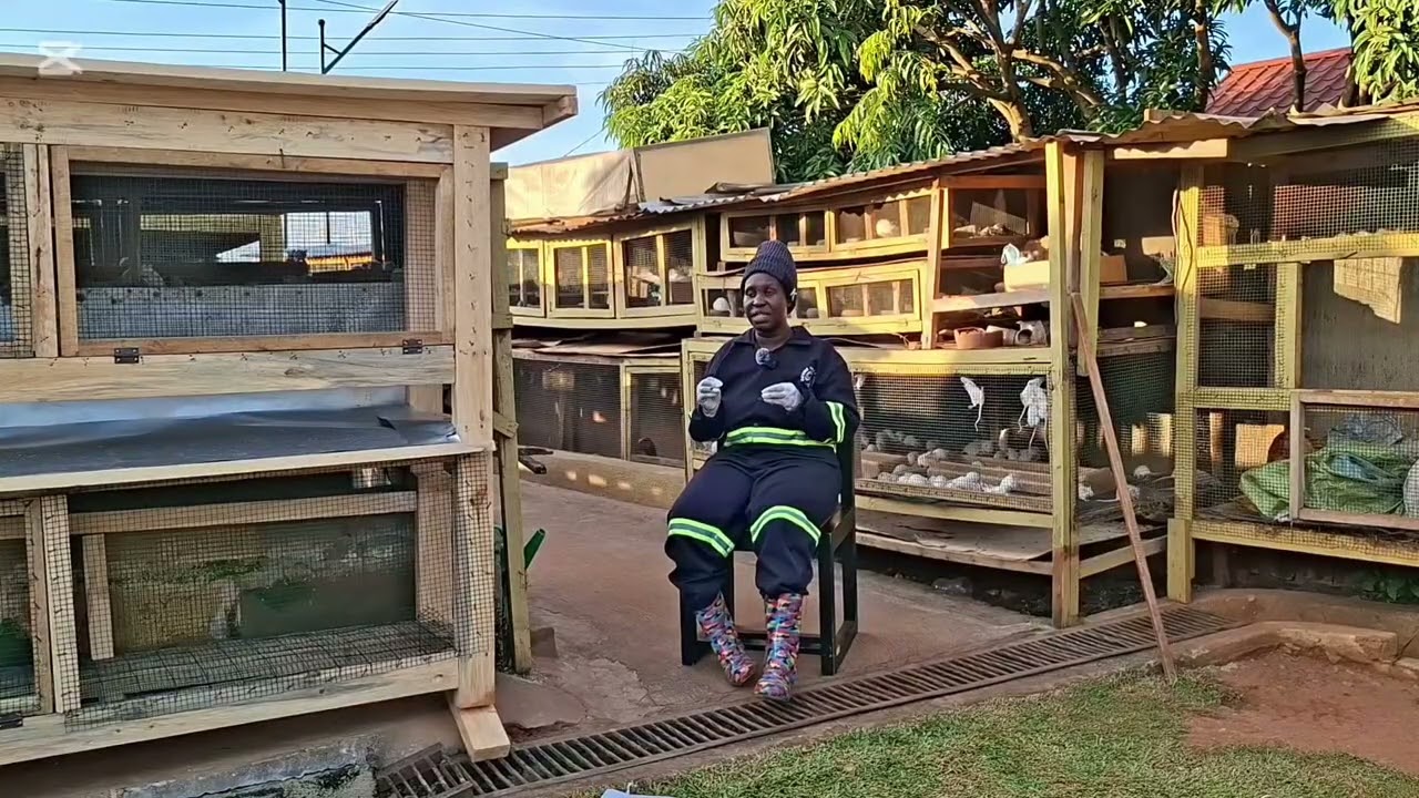 Inside Our Albino Rat Farm