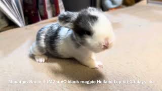 Mina & Natsume Holland Lop Litter 13 Days Old