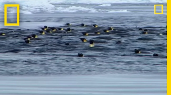 Penguins vs. Leopard Seal | National Geographic