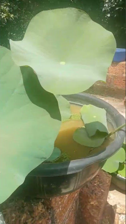 lotus