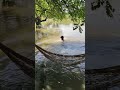#fishing #cienaga #colombia refrescandose 🐊😲