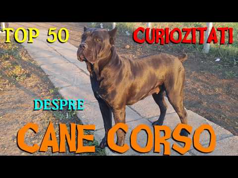 Video: Cane Corso Câine Rasă Hipoalergenică, Sănătate și Durată De Viață