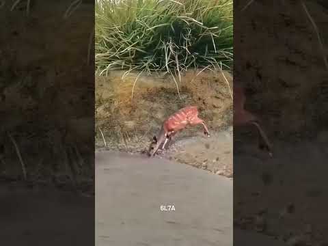 اغنيه غزالي ما ينصادي صيادي