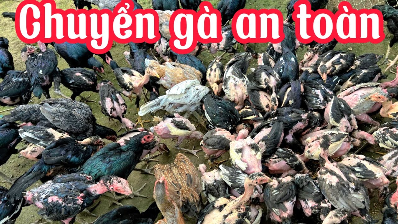 Cách để chuyển gà chuyển bưởi đi các tỉnh an toàn | Nguyễn Viết Hòa