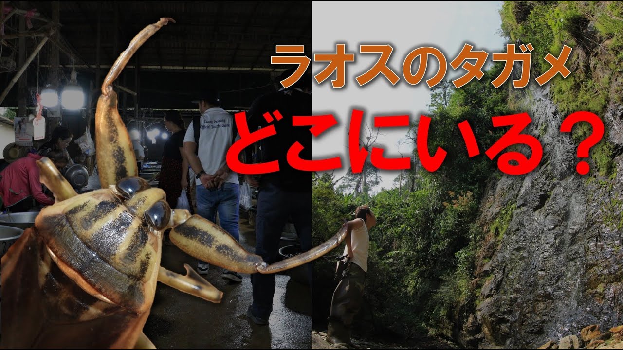 ラオス遠征① ～タイワンタガメはどこにいる？～