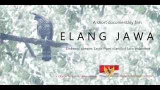 ELANG JAWA | GARUDA | A SHORT DOCUMENTARY FILM