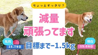 犬のダイエット。フードを減らして２週間で効果が見えてきました。