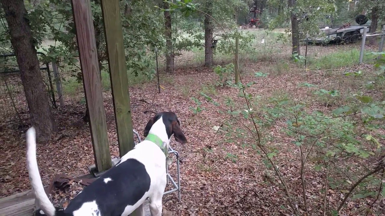 treeing walker coonhound howl