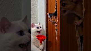 #A fight between a cat and a mouse# #YouTube viral video #viral shorts#