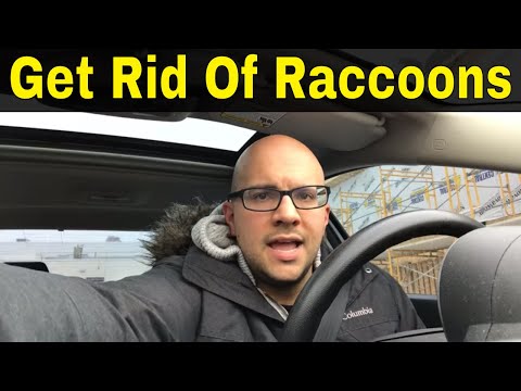 how to get rid of raccoons under deck