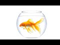 Золотая рыбка - футаж для видео монтажа. | Бесплатные футажи для монтажа