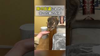 妹の友達に初めて会った猫の反応がこちら！