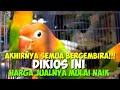 SEMUA BERGEMBIRA!!!UPDATE HARGA BURUNG LOVEBIRD TERBARU AGUSTUS 2022