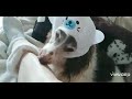 愛犬さぶろうじいちゃん、アザラシの帽子被ったよ！