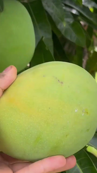 Kona King mango