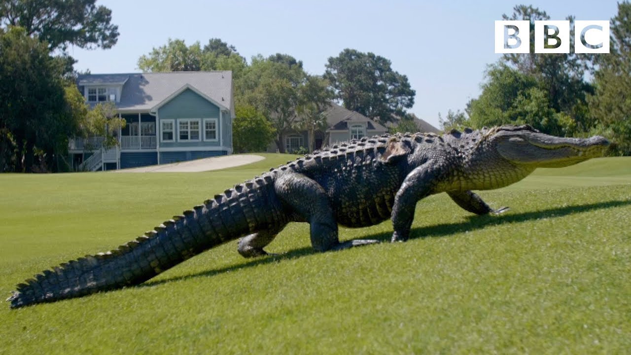 The Alligators taking over America's golf courses - BBC - YouTube