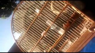 Paca pin maquina pretinho