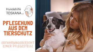 Pflegehund aus dem Tierschutz  Erfahrungsbericht Pflegestelle | Hundehilfe Toskana e.V.