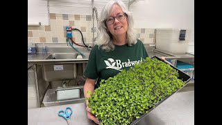 How to grow Microgreens at HomeEASY!