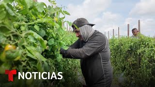 Trabajadores latinos que recogen los tomates que usted come logran protecciones | Noticias Telemundo