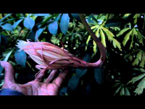 The Queen Of The Night Orchid - Epiphyllum