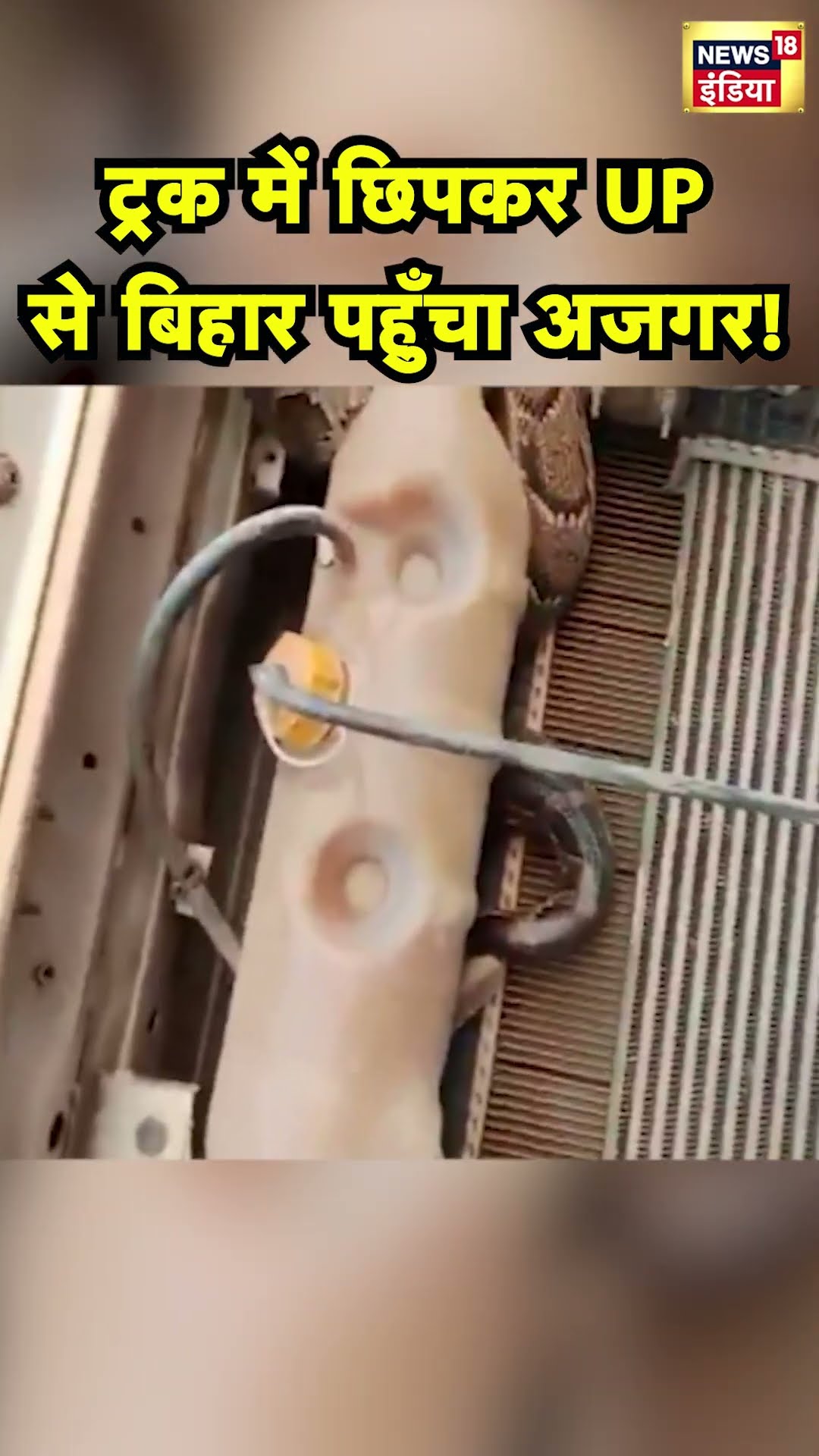 UP के Kushinagar से Truck के Engine में घुसा अजगर Bihar के Narkatiaganj पहुँच गया | Hindi News