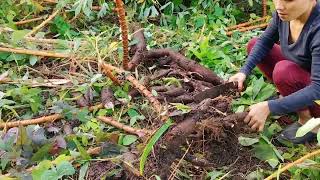 Harvesting Cassava by Jubilant Channel 914 views 1 year ago 13 minutes