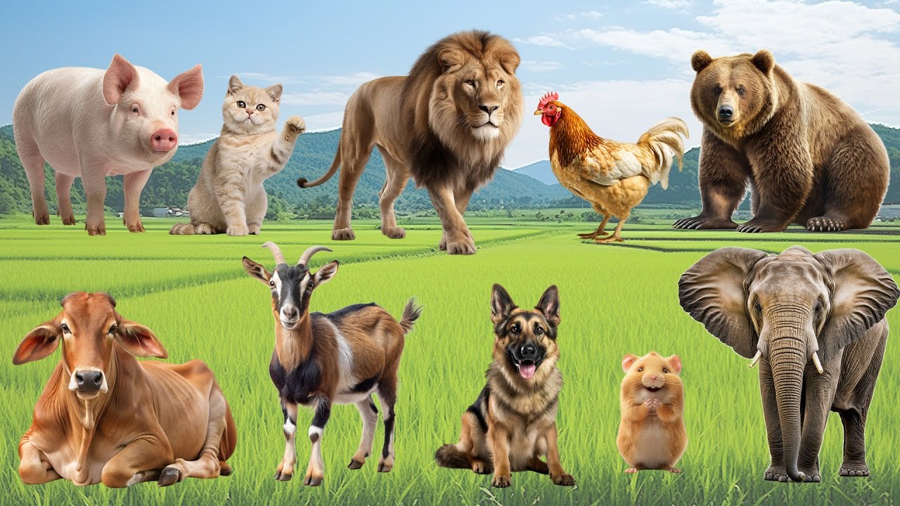 Farm Animal Food: Pigs, Sheep, Cats, Cows, Buffaloes, Ducks, Chickens ...