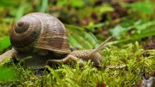 Snail | Snail captured on camera | zoom view screenshot 3