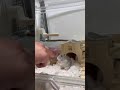 種を食べて大きくなるハムスター#マリオ #ハムスター #hamster #ハムスターのいる生活 #小動物 #かわいい