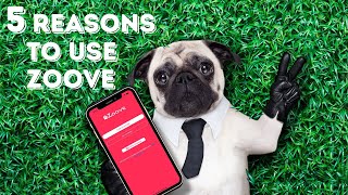 Celebrity 5 Reasons To Register Your Dog On Zoove ! Net Worth
