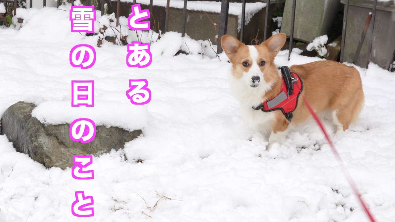 アインとおじさん第83話　雪が積もりました