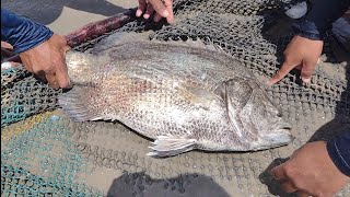 CRUAÇU, ONE OF THE BRAVEST FISH IN THE SEA