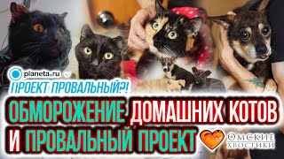 Обморожение домашних котов и провальный проект | Обзор и свежие новости