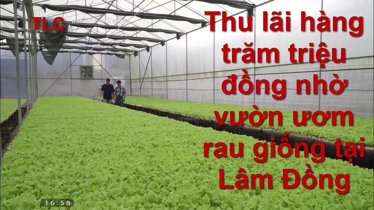 Thu lãi hàng trăm triệu đồng nhờ vườn ươm rau giống