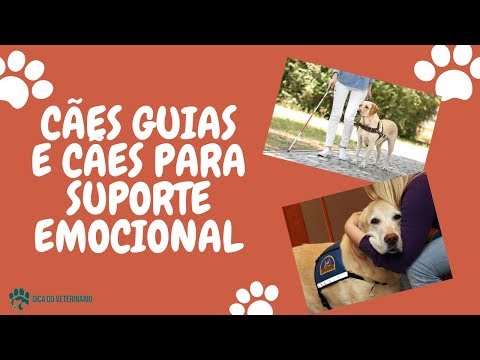 Vídeo: Cães De Serviço: Como Tornar Seu Cão Um Cão De Serviço E Muito Mais