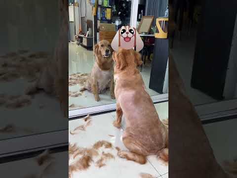 Video Chú chó Golden sang chấn tâm lý vì bị con sen cạo sạch... - youtube
