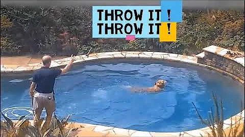 Yogi loves to swim