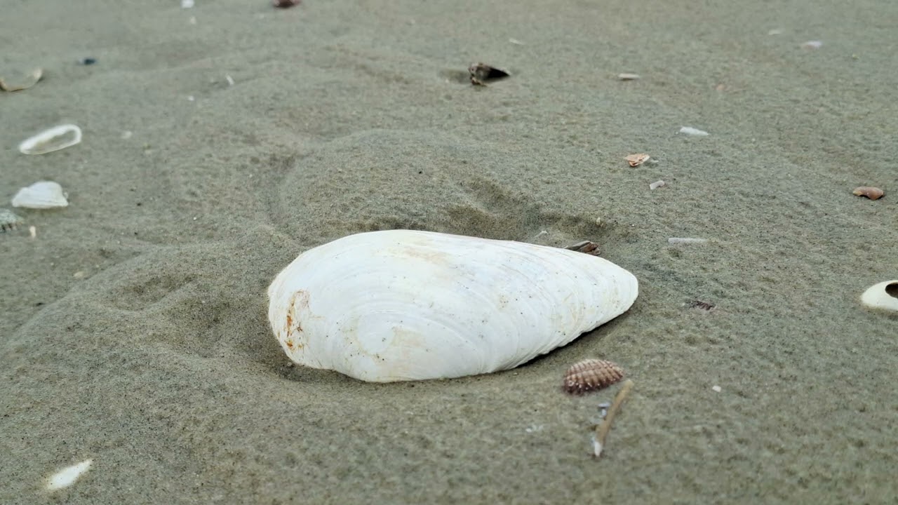 2026 02 Borkum Ostland