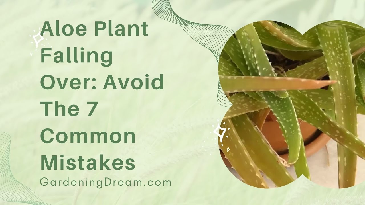 Aloe Plant Falling Over Avoid The 7 Common Mistakes YouTube Aloe Plant Falling Over Avoid The 7 Common Mistakes YouTube