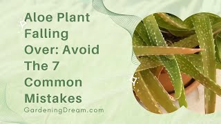Aloe Plant Falling Over Avoid The 7 Common Mistakes screenshot 3