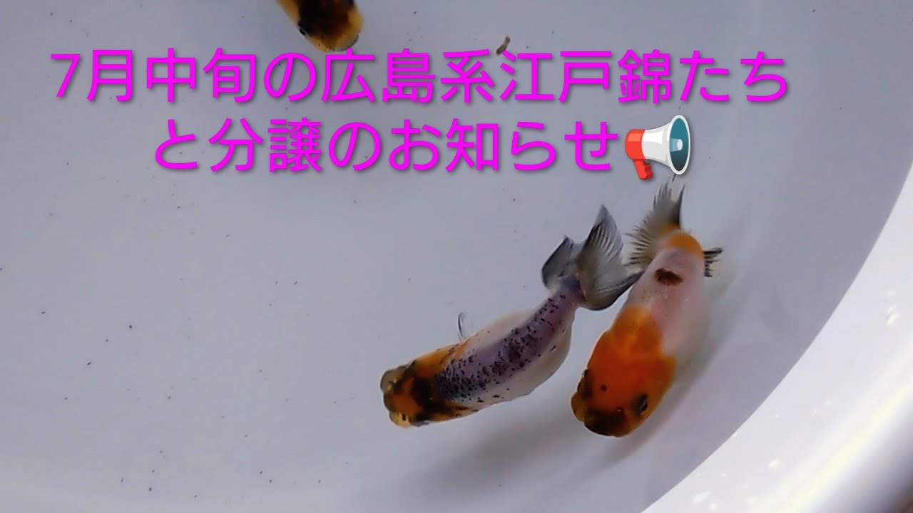 2026 江戸錦⑯ 7月中旬、江戸錦たちも試練の夏本番がやって来ました