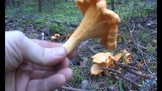 Целебные лисички Целебные лисички