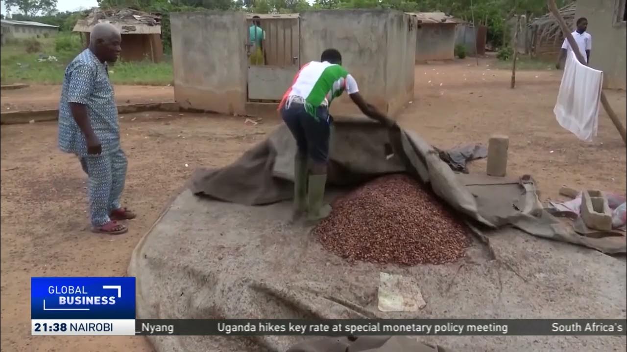 Chocolate prices set to surge amidst reduced cocoa harvests