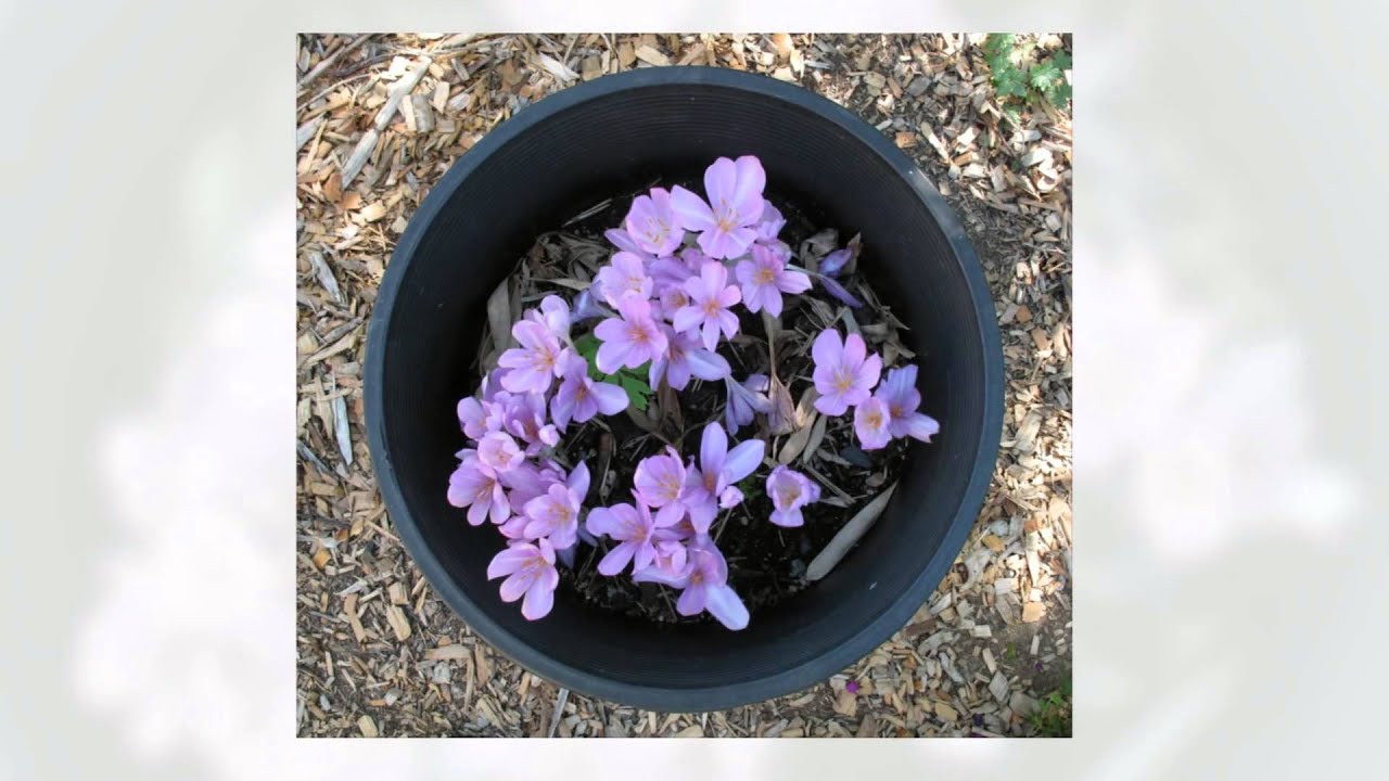 Безвременник (Colchicum autumnale)