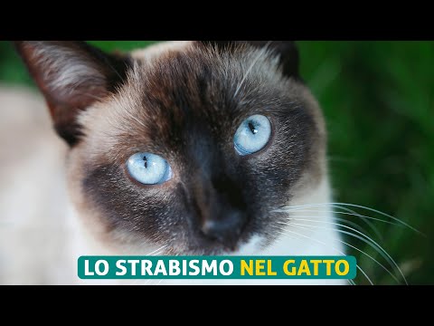 Lo strabismo nel gatto