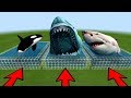 Minecraft: CHOOSE THE RIGHT FARM (Megalodon, White Shark & Orca) | MCPE/Bedrock Edition/PE